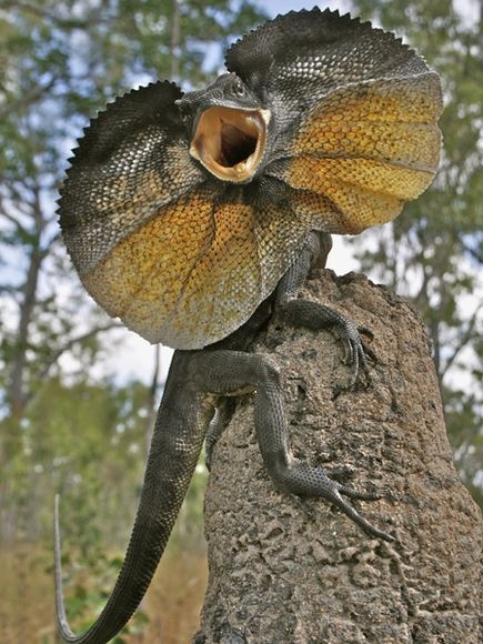Photo:  Frilled Lizard